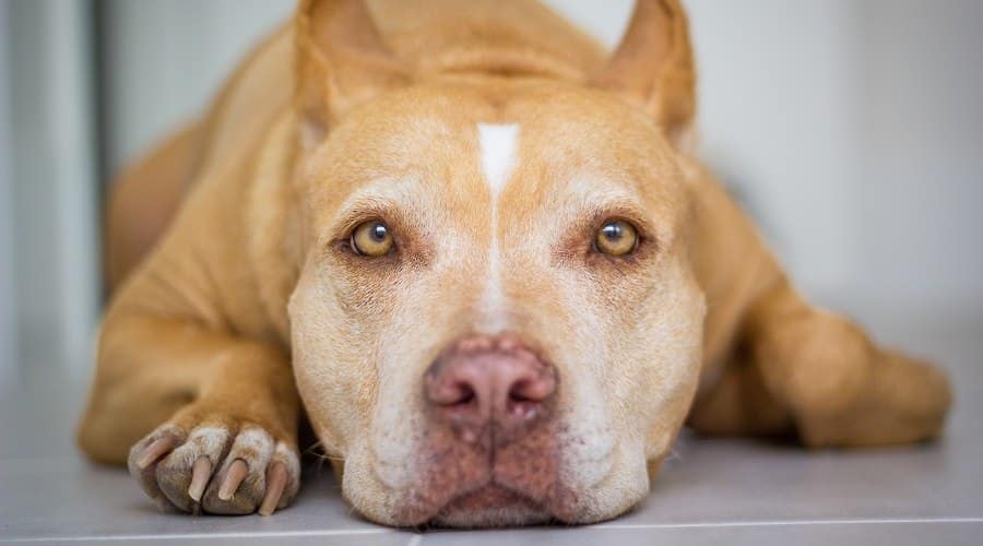 Compare the Best American Pit Bull Breeds