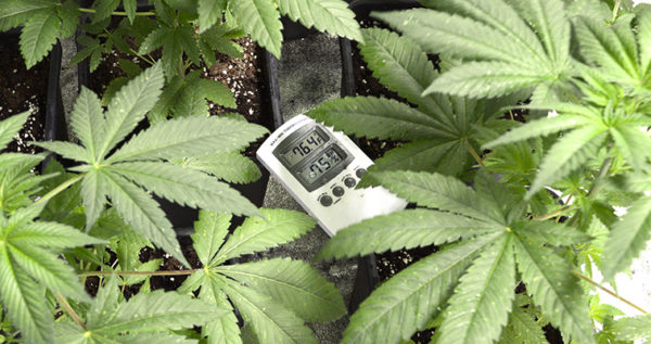 Temperature’s Effect on Marijuana Plants