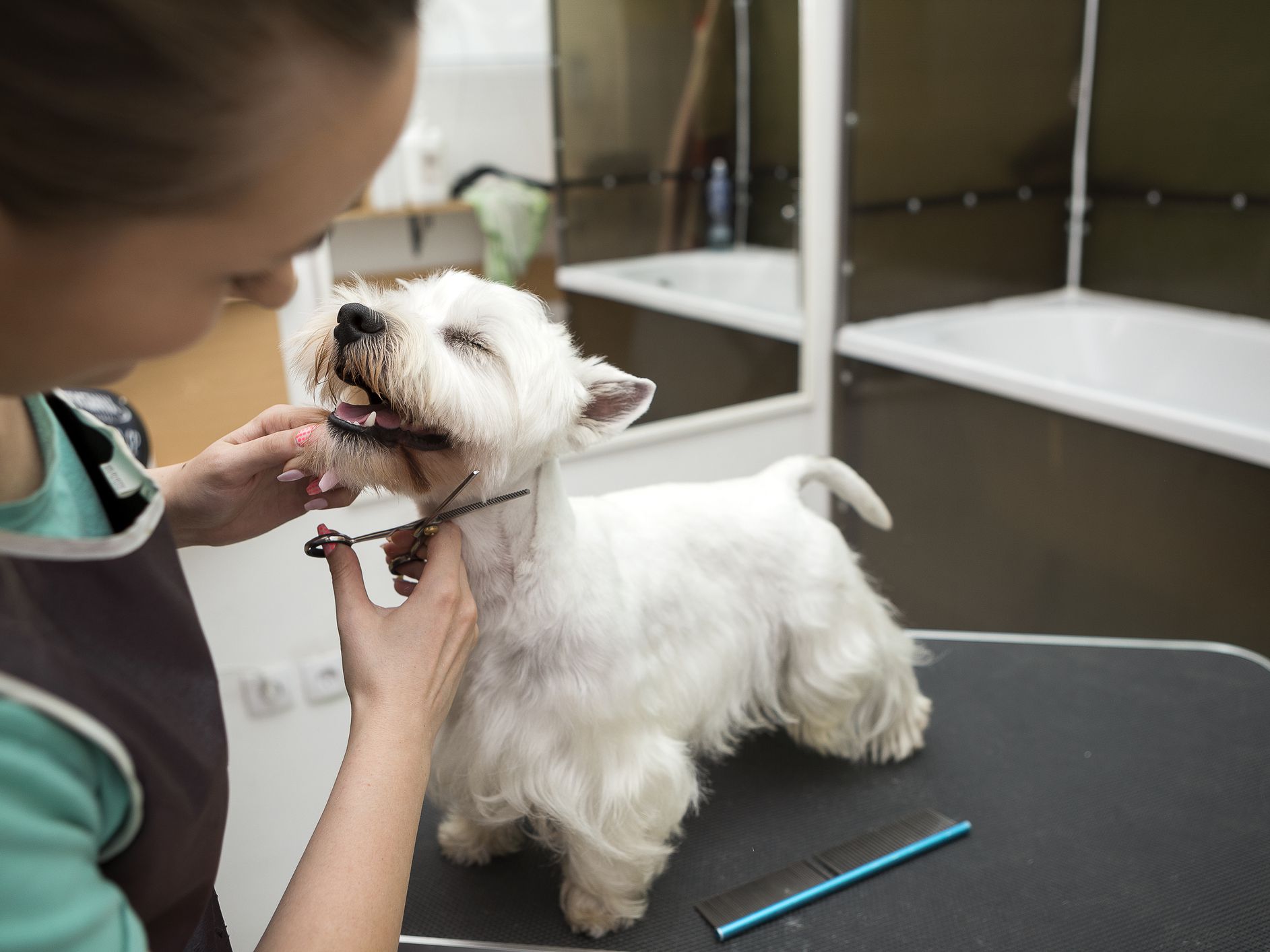 Top Dog Grooming Classes Online  Check it out now 