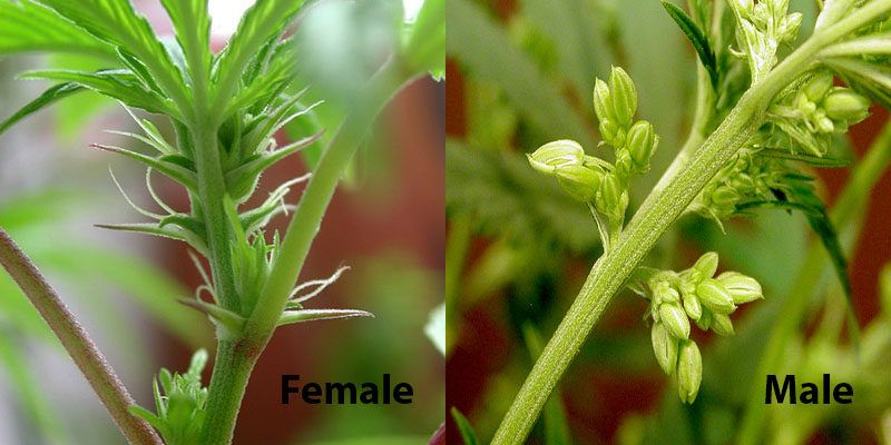 Complete Guide To Cannabis Gender Identification