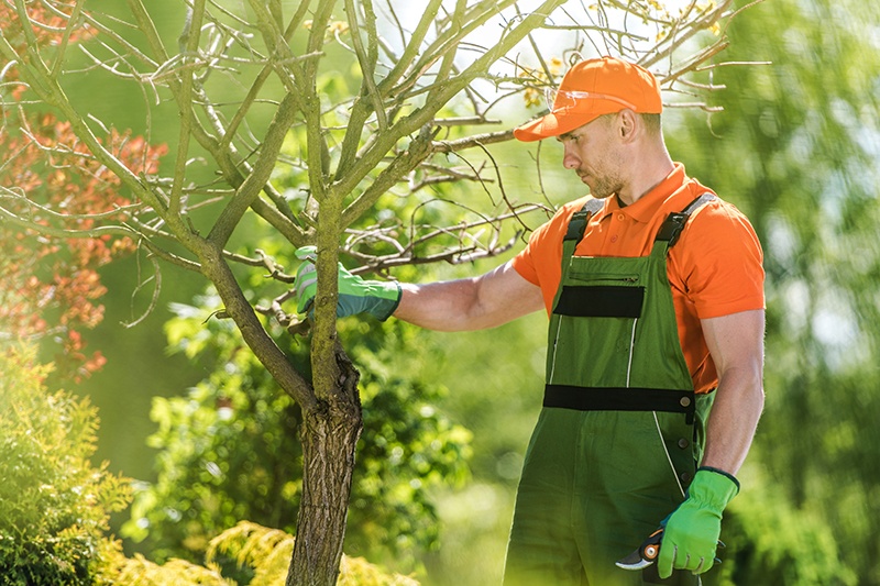 Tree Care Tips: How to Keep Your Trees Healthy