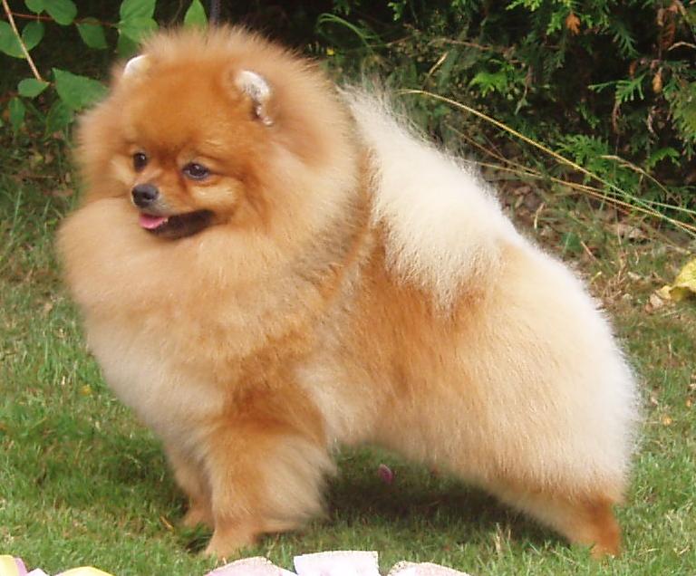 How much does a pomeranian dog cost in India? Find the latest information on this topic